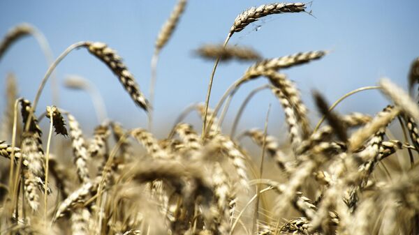 Žetva pšenice na Krimu - Sputnik Srbija