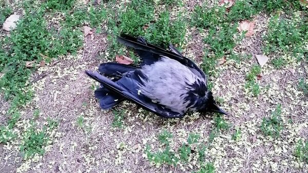 Угинула птица пронађена у Ташмајданском парку у Београду - Sputnik Србија
