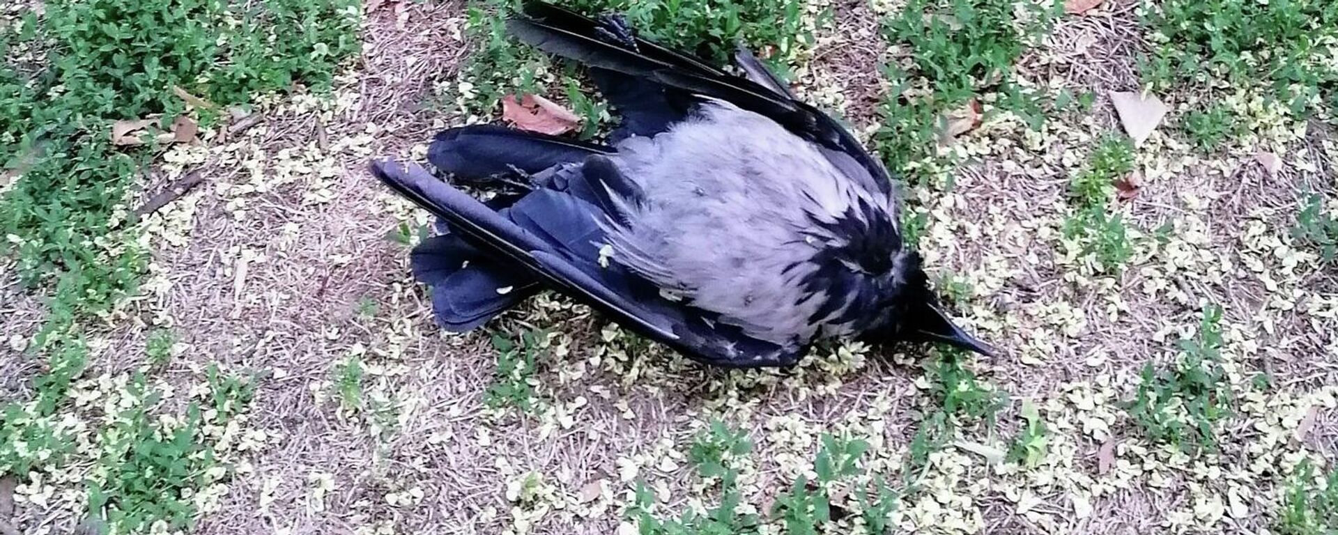 Uginula ptica pronađena u Tašmajdanskom parku u Beogradu - Sputnik Srbija, 1920, 17.07.2022