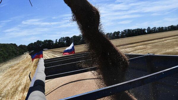 Комбајн истоварује пожњевену пшеницу у камион у ДНР - Sputnik Србија