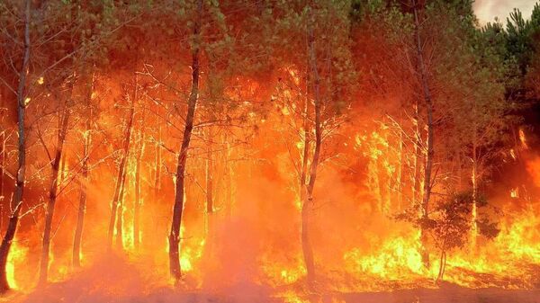 Шумски пожари у Француској - Sputnik Србија