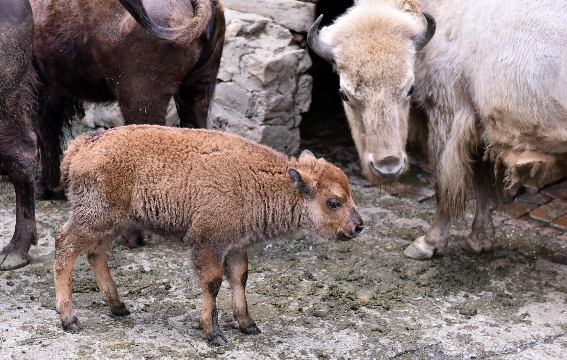 Беба бизон је непрестано под будним оком родитеља - Sputnik Србија, 1920, 22.09.2022