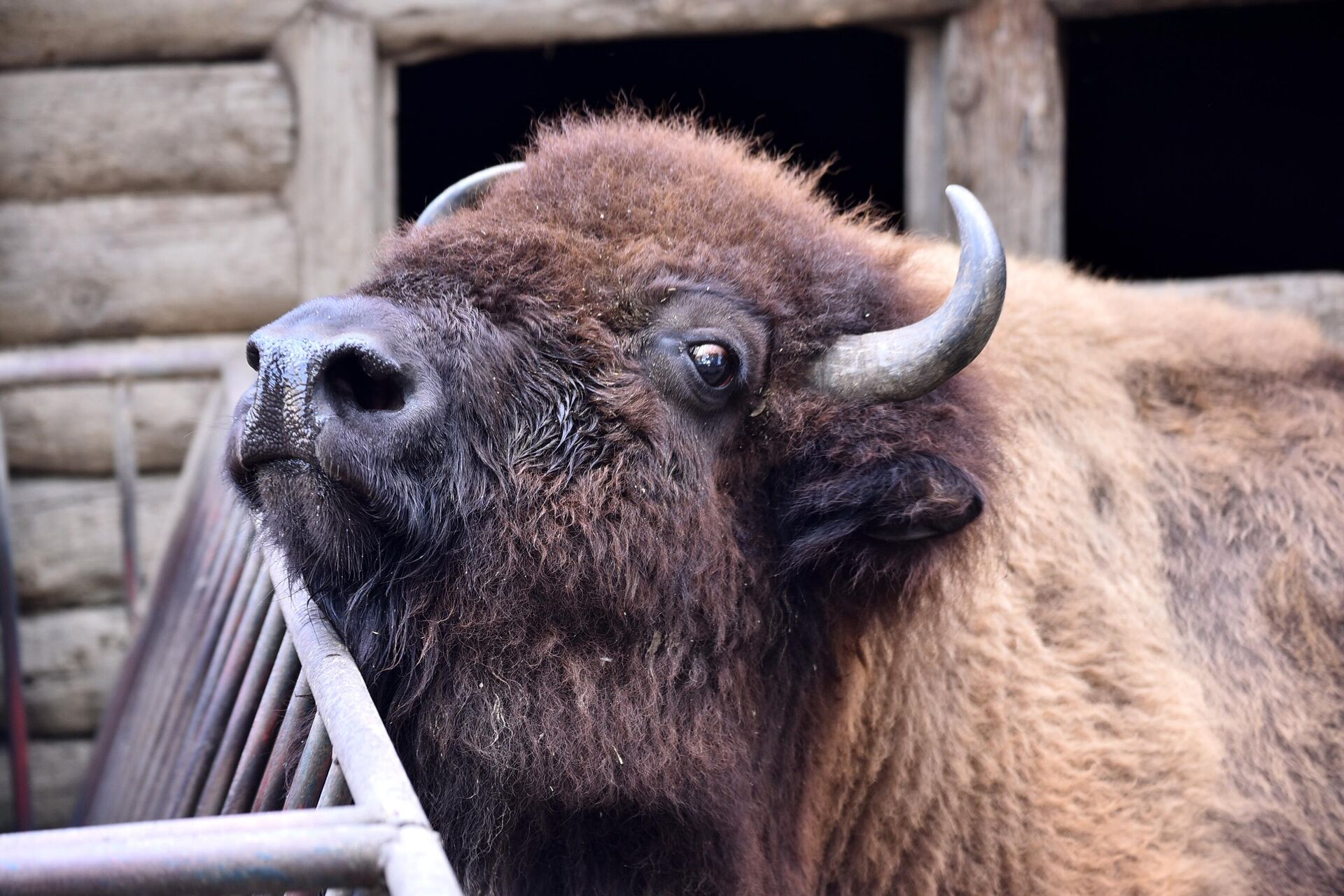 U prkos robusnoj građi, bizoni nisu agresivne životinje. Ako im priđete sa grozdom trave, oni će je voljno pojesti direktno iz vaših ruku. - Sputnik Srbija, 1920, 22.09.2022
