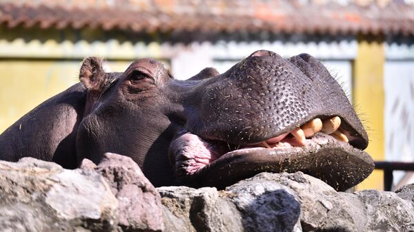 Glava nilskog konja - Sputnik Srbija