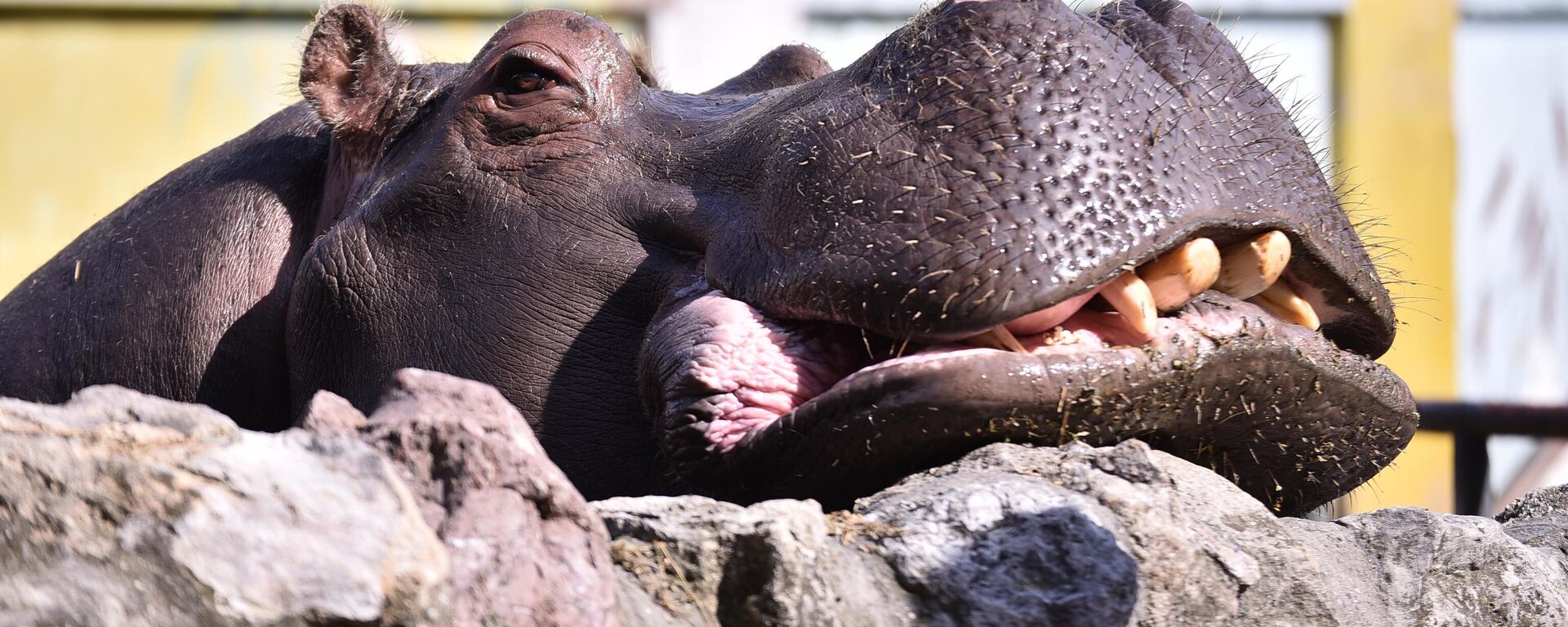Глава нилског коња - Sputnik Србија, 1920, 14.04.2026