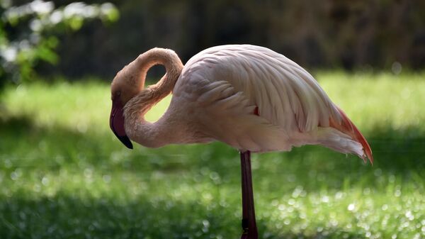 Откривена тајна ружичастих предатора /видео/