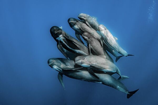Снимак шпанског фотографа Рафаела Фернандеса Кабаљера, који је победио у категорији „Океански фотограф године за дивље животиње“ на конкурсу Океански фотограф 2022. године - Sputnik Србија