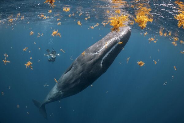 Fotografija britanskog fotografa Stiva Vudsa iz Kanade, dobitnika nagrade „Nagrada za povezanost: Ljudi i planeta okean“ na konkursu Okeanski fotograf 2022. godine - Sputnik Srbija