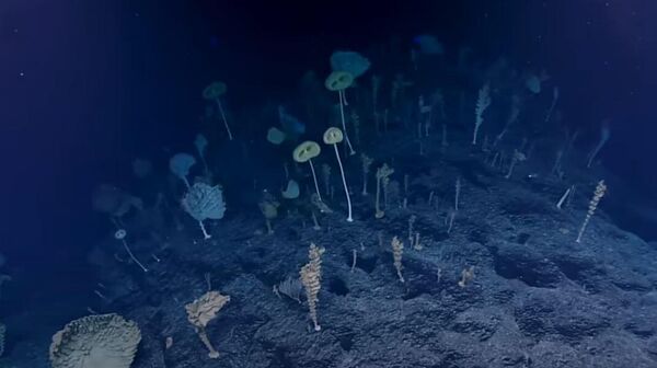 Снимак „шуме чудних“ - Sputnik Србија