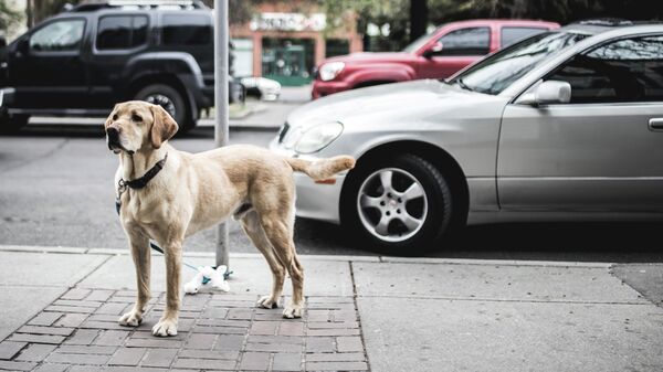 Пас на улици - Sputnik Србија