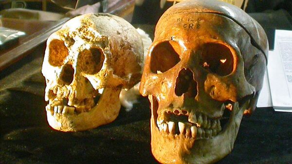 Череп недавно обнаруженного вида Homo floresiensis возрастом 18 000 лет выставлен рядом с черепом нормального человека (справа) на пресс-конференции в Джокьякарте, Индонезия, 2004 год - Sputnik Србија