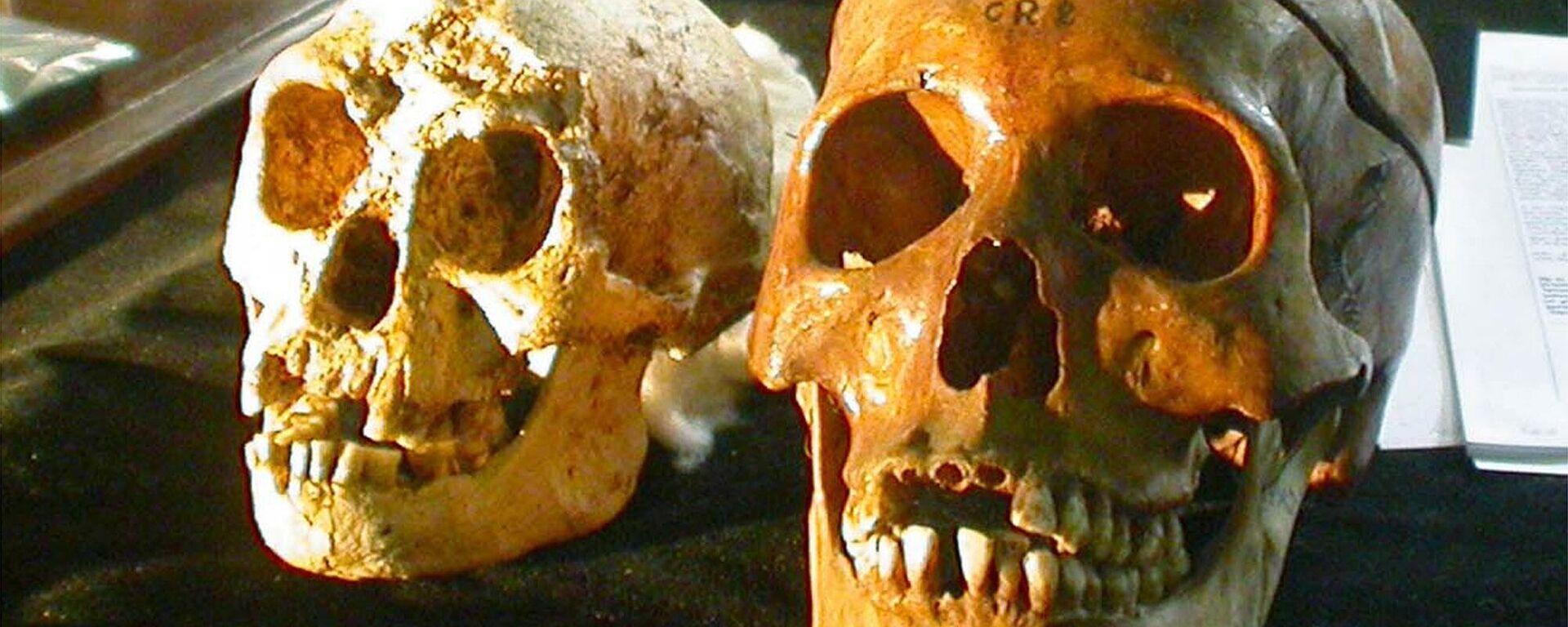 Череп недавно обнаруженного вида Homo floresiensis возрастом 18 000 лет выставлен рядом с черепом нормального человека (справа) на пресс-конференции в Джокьякарте, Индонезия, 2004 год - Sputnik Србија, 1920, 03.01.2023