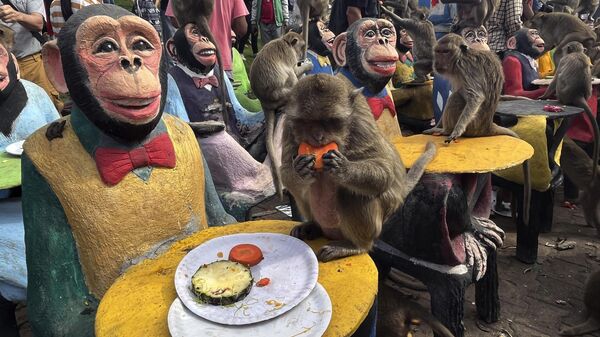Фестивал посвећен мајмунима у Лопбурију на Тајланду - Sputnik Србија