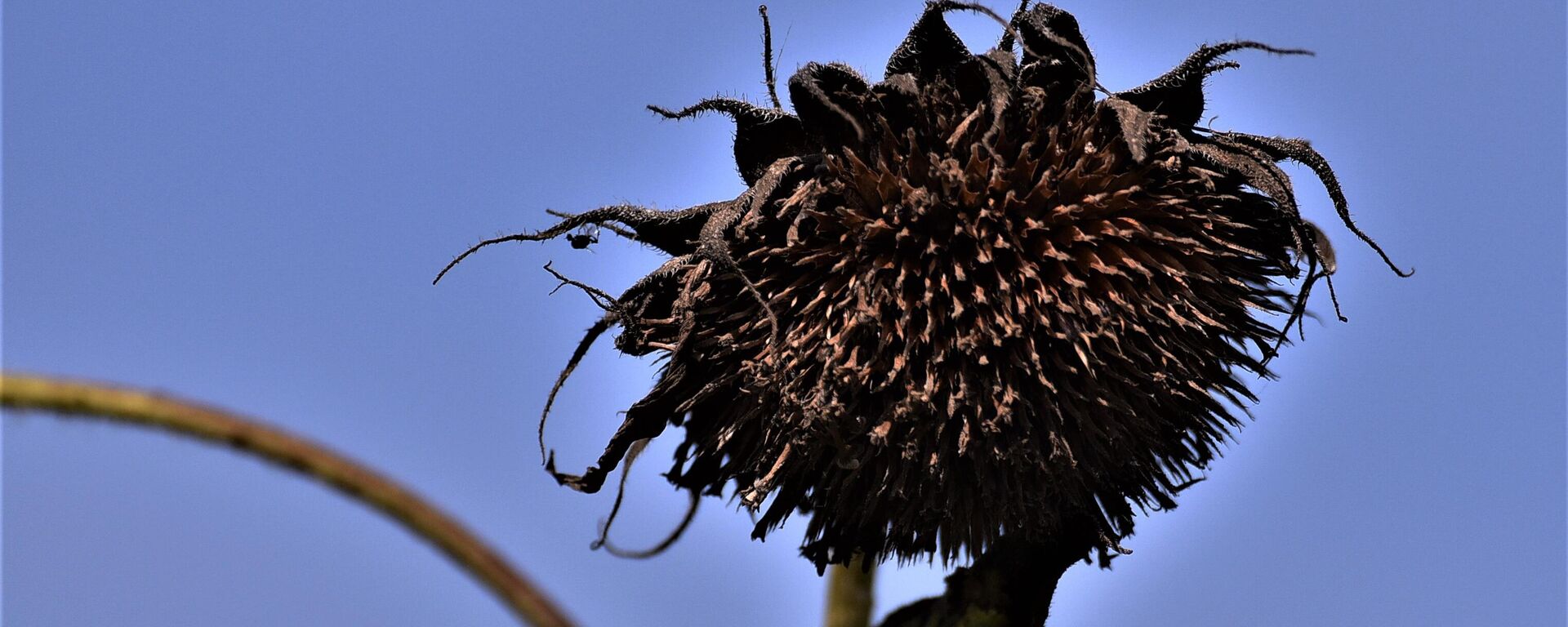 Сунцокрет - Sputnik Србија, 1920, 02.02.2026