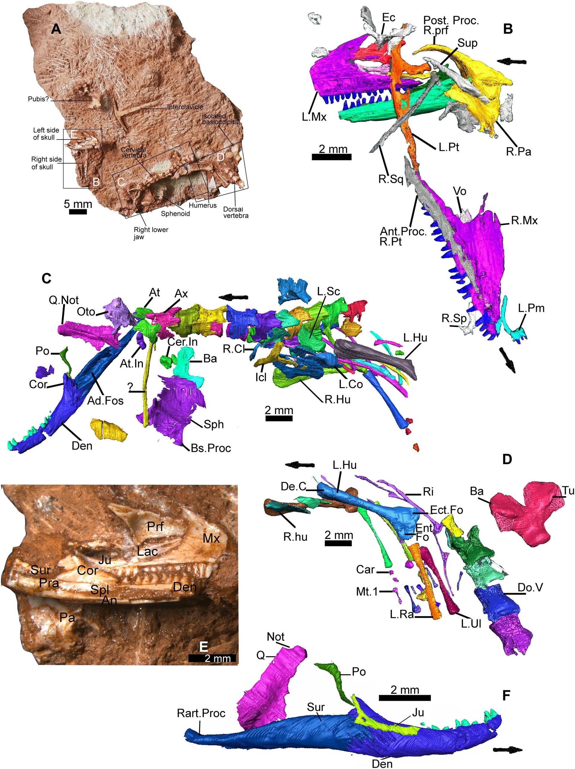 A nova espécie, parente fóssil dos atuais lagartos monitores, foi identificada entre uma coleção de espécimes recuperados de uma mina do sudoeste da Inglaterra - Sputnik Srbija, 1920, 04.12.2022