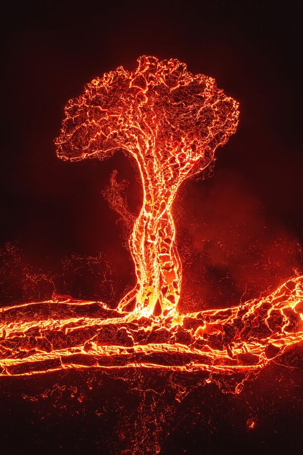 Дрво лаве Костариканца Луиса Солана била је једна од 100 најизразитијих слика на такмичењу. - Sputnik Србија