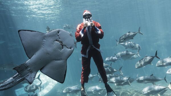 Человек в костюме Санта-Клауса во время подводного шоу в ЮАР  - Sputnik Србија