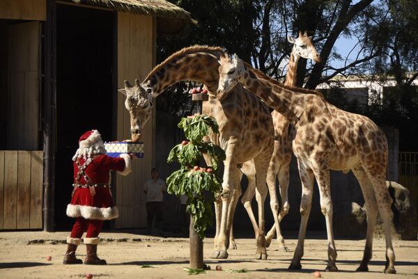 Deda Mraz isporučuje žirafama poklone sa hranom kao deo božićne tradicije u zoološkom vrtu La Aurora u Gvatemala Sitiju. - Sputnik Srbija