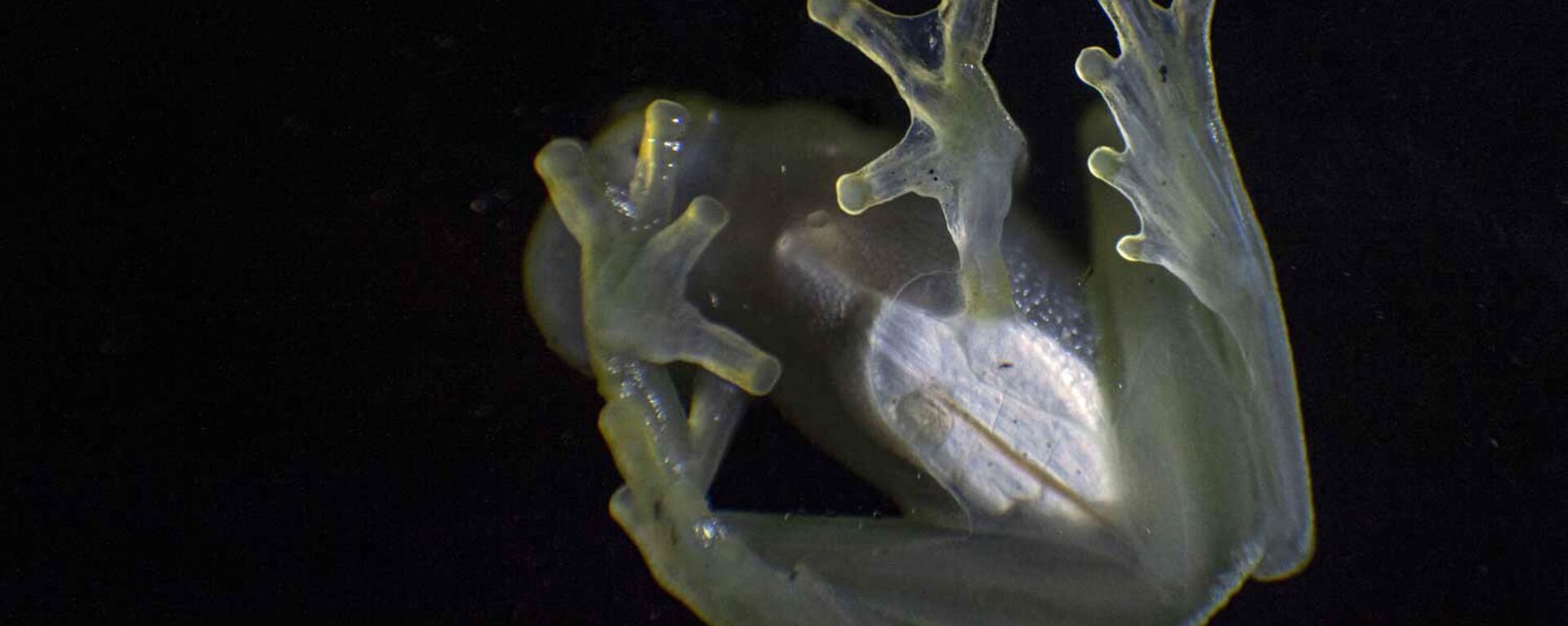 Стаклена жаба белог срца приказана је у природном резервату планине Кордиљера Ескалера у Тарапотоу, североисточни Перу. - Sputnik Србија, 1920, 24.12.2022