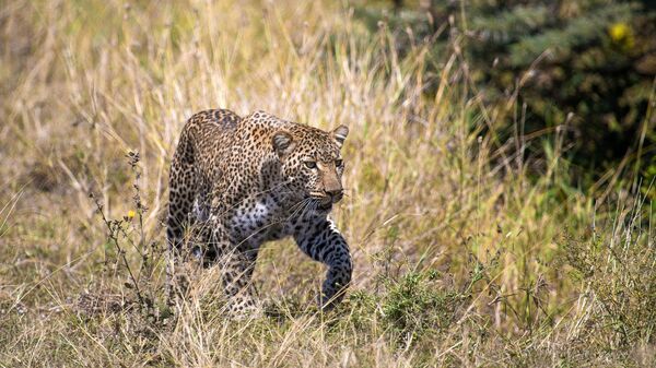 Un leopardo (referencial) - Sputnik Srbija