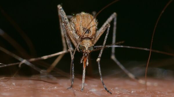 Mosquito - Sputnik Srbija