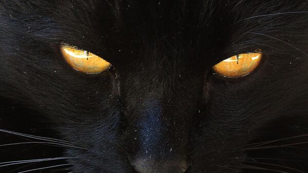 Црна мачка - Sputnik Србија