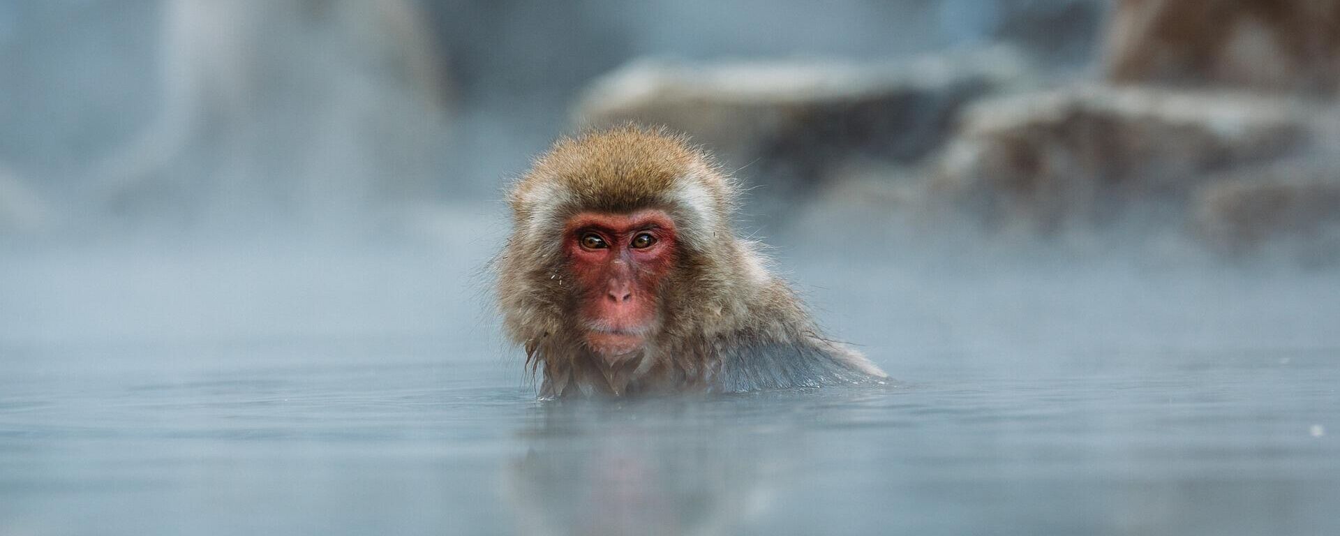 Japanski makaki uživa u kupanju. - Sputnik Srbija, 1920, 28.01.2023