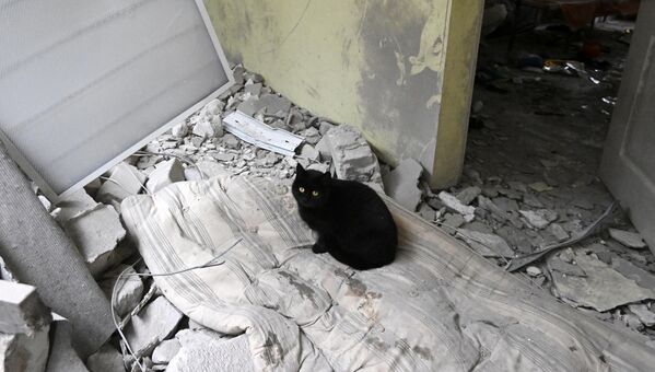 Mačka u kancelariji okružne bolnice u Novoajdaru u LNR. - Sputnik Srbija