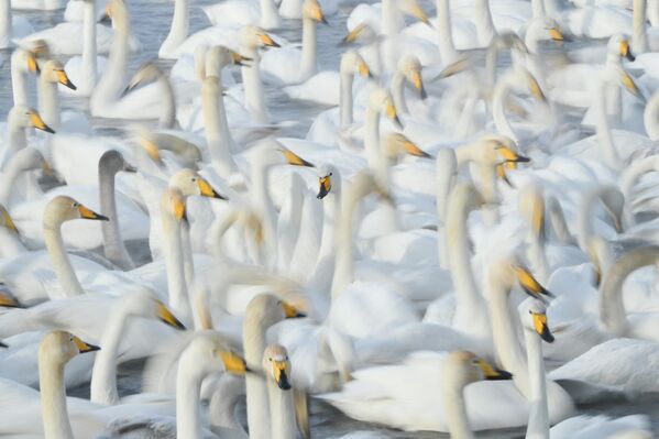 Как выглядит настоящее Лебединое озеро грациозных в России: Ледяной танец грациозных птицы
