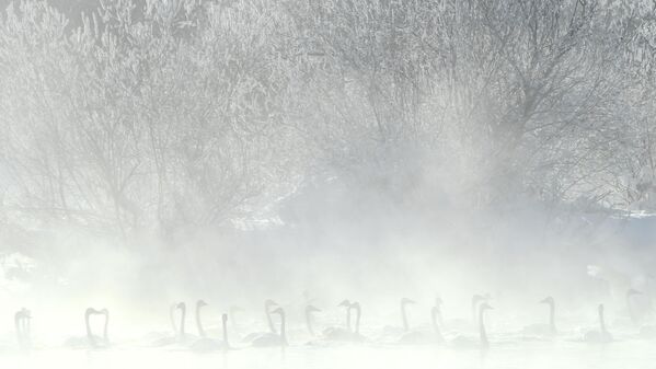 Labudovi u Altajskom kraju u parku prirode Lebedini na Labudovom (Svetlom) jezeru - Sputnik Srbija