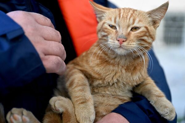 Спасилац држи мачку која је извучена из срушене зграде 248 сати након земљотреса у турском Кахраманмарасу. - Sputnik Србија