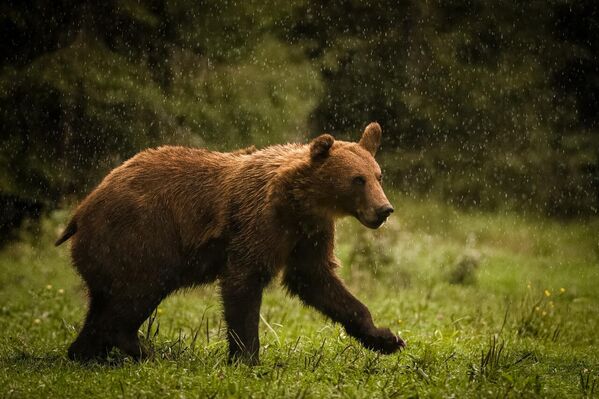 Мрки медвед је највећи месождер на територији Србије - Sputnik Србија