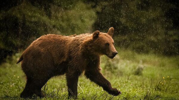 Мрки медвед - Sputnik Србија