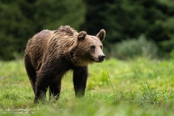 Suživot mrkih medveda i ljudi je moguć, ali na tome mora da se radi - Sputnik Srbija