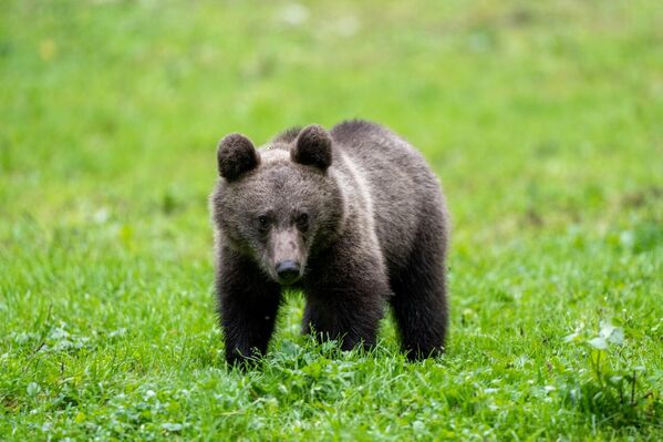 Zbog ilegalnog ubijanja, gubitka pogodnog staništa i sve češće interakcije sa ljudima, mrki medved je dobio status strogo zaštićene divlje vrste - Sputnik Srbija