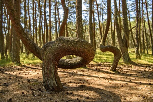 „Шума која плеше“ је четинарска шуме која се налази у Калињинградској области. - Sputnik Србија
