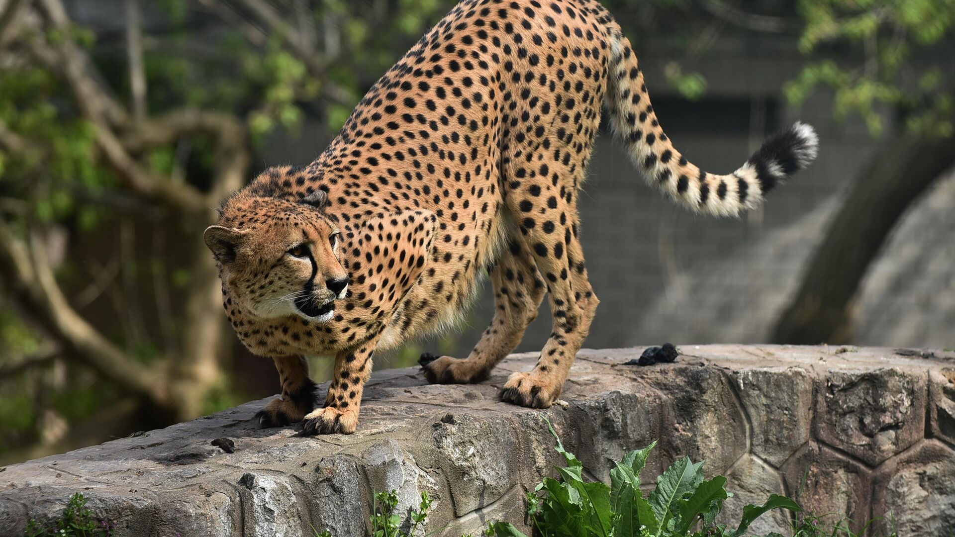 Гепард Гепард - Sputnik Србија, 1920, 26.02.2026