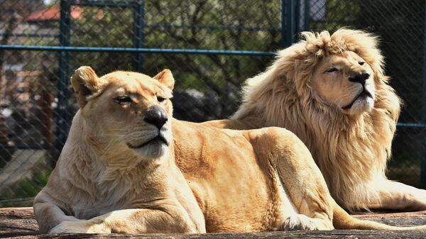 Par belih afričkih lavova u Beogradskom zoo vrtu uživaju na suncu - Sputnik Srbija