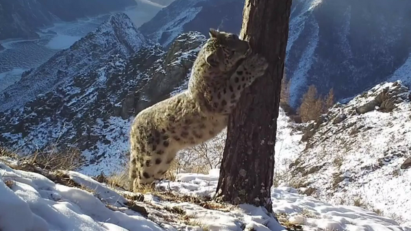Снежни леопард - Sputnik Србија