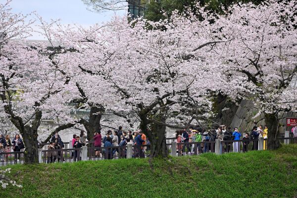 Cvetovi trešnje u parku u Tokiju, Japan. - Sputnik Srbija