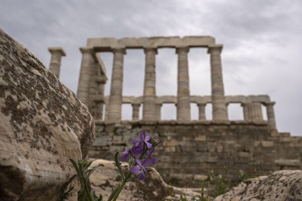 Љубичасти цвет код древног Посејдоновог храма на Суниону, 70 километара јужно од Атине, Грчка. - Sputnik Србија