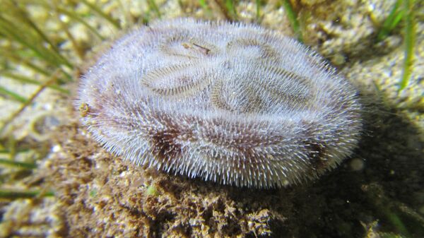 Morski jež vrste Clypeaster reticulatus - Sputnik Srbija
