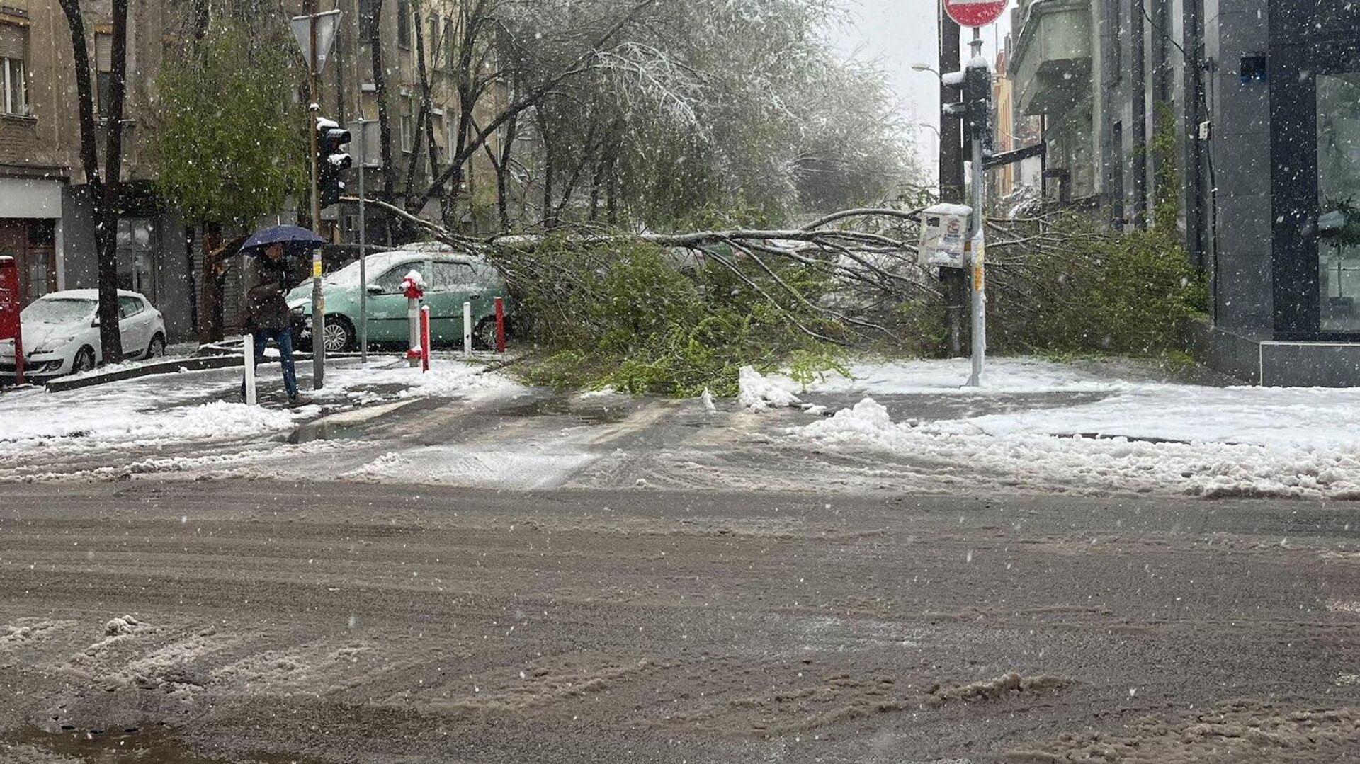 Drvo palo na Dorćolu - Sputnik Srbija, 1920, 04.04.2023