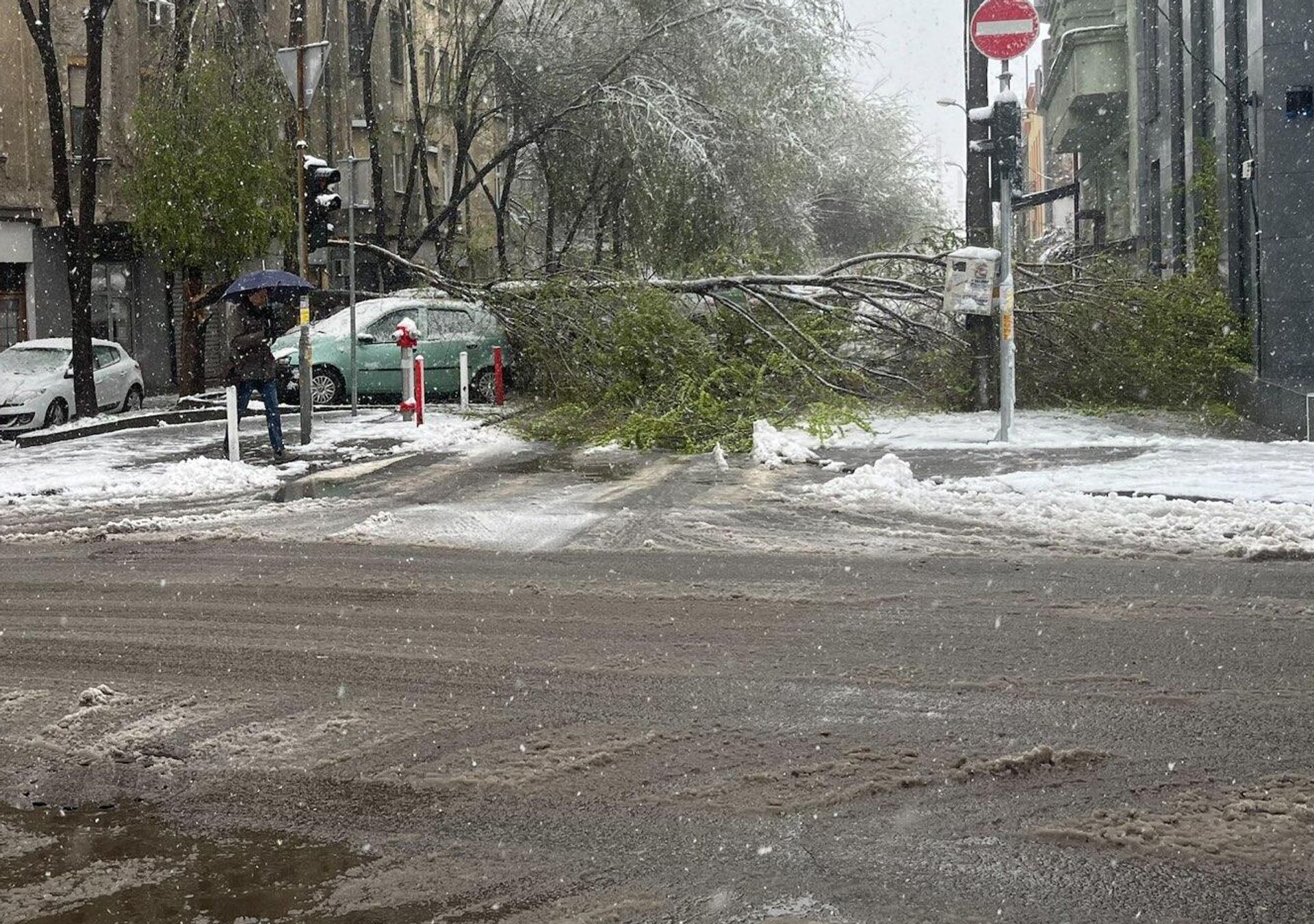 Drvo palo na Dorćolu Drvo palo na Dorćolu - Sputnik Srbija, 1920, 04.04.2023