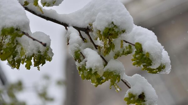 Олистала грана дрвета под снегом - Sputnik Србија