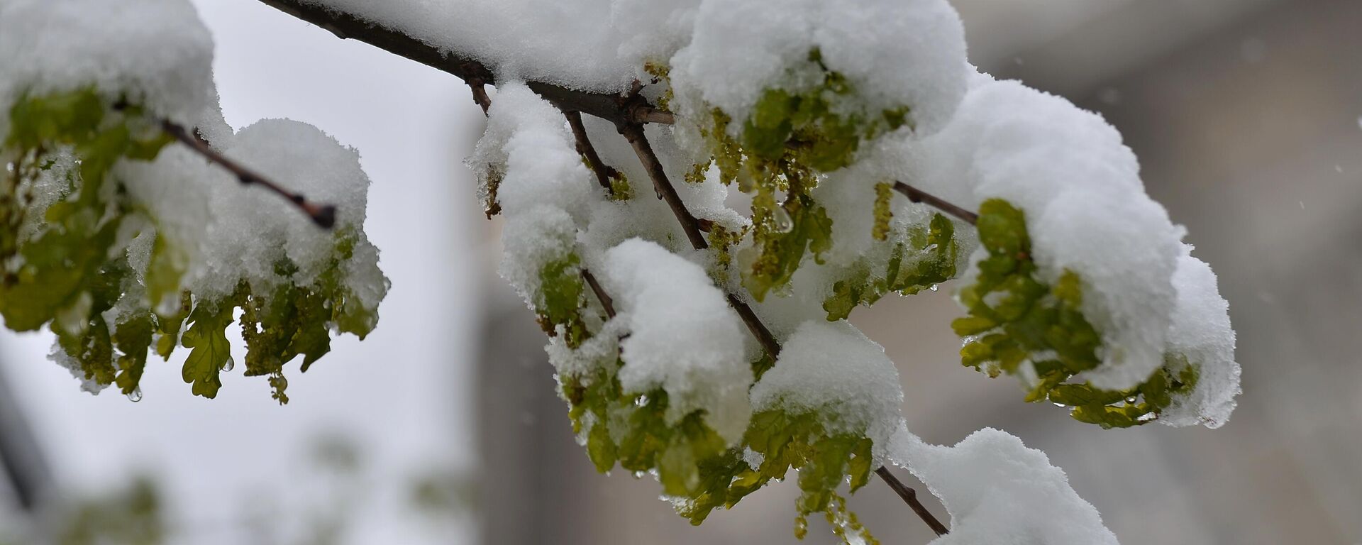Olistala grana drveta pod snegom - Sputnik Srbija, 1920, 15.11.2023