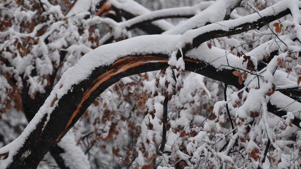 Grana drveta se pod težinom snežnog pokrivača raspukla na pola - Sputnik Srbija