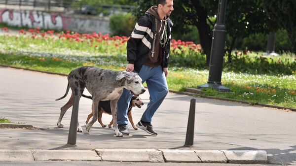 Psi sa vlasnikom - Sputnik Srbija