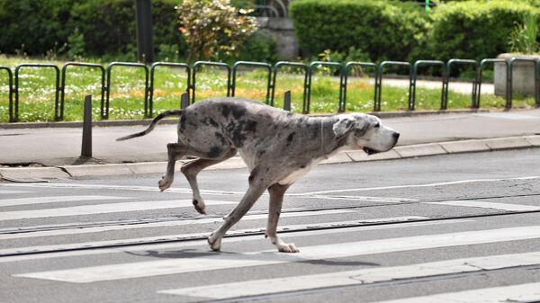 Pas prelazi ulicu na pešakom prelazu - Sputnik Srbija