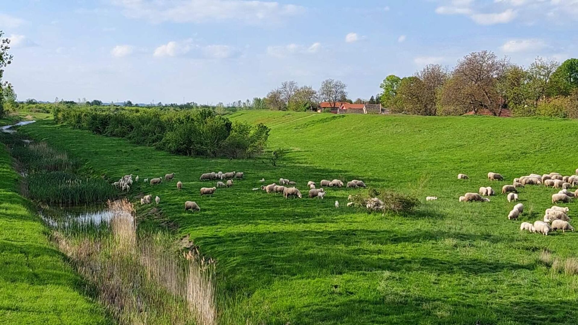 stado ovaca stado ovaca - Sputnik Srbija, 1920, 16.04.2025
